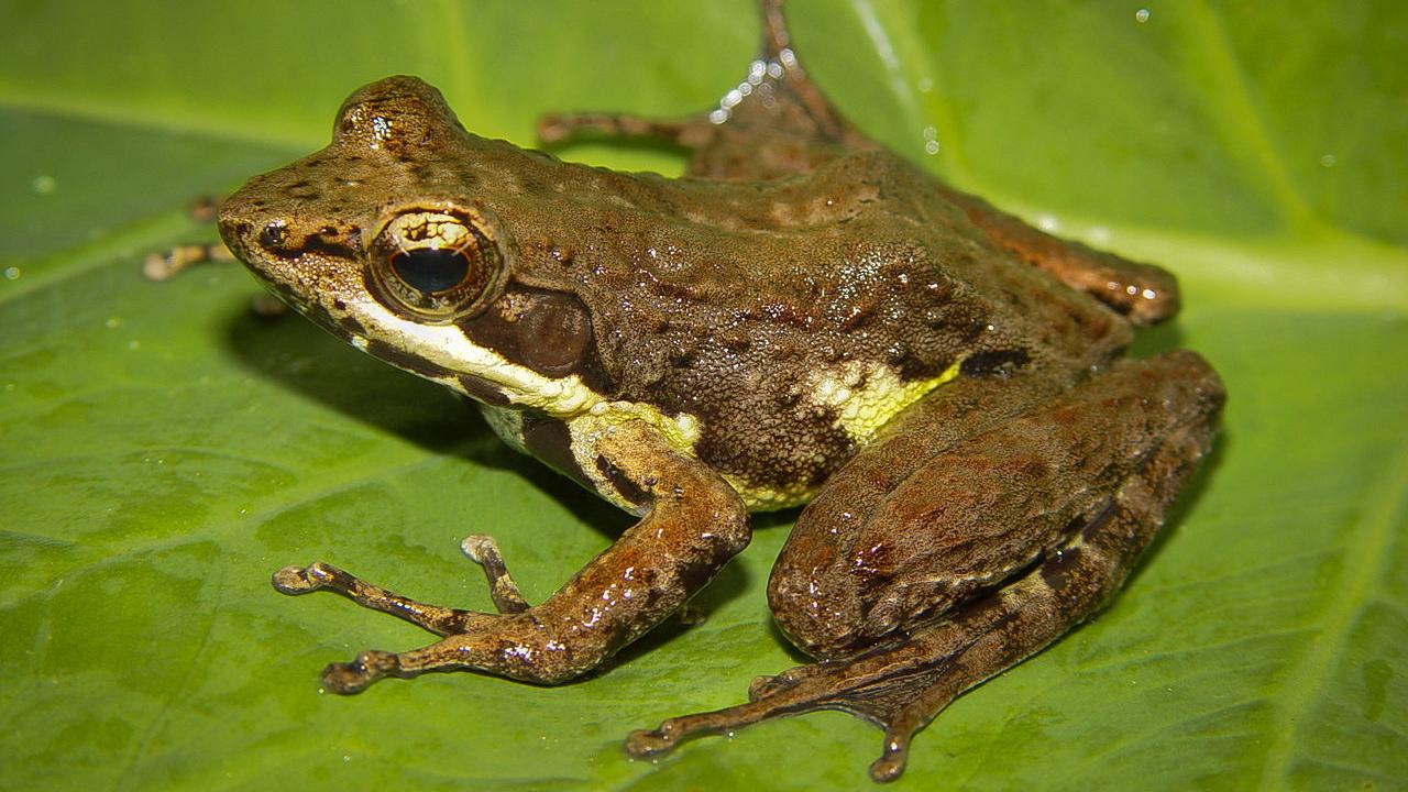 Arizona researchers predict extinction explosion in bleak new study